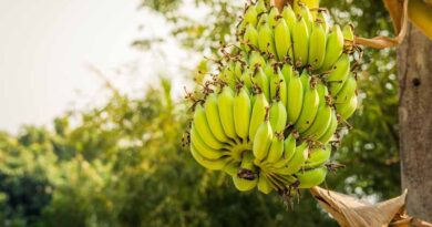 Australia Tests Disease-Resistant Banana Variety Amid Global Threat