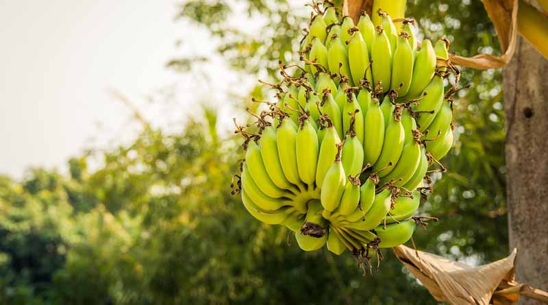 Australia Tests Disease-Resistant Banana Variety Amid Global Threat