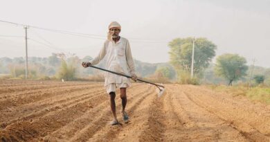 Rabi Sowing Picks Up Pace: Total Sown Area Reaches 75.77 Lakh Hectares, Up 9.89 Lakh Hectares from Last Year