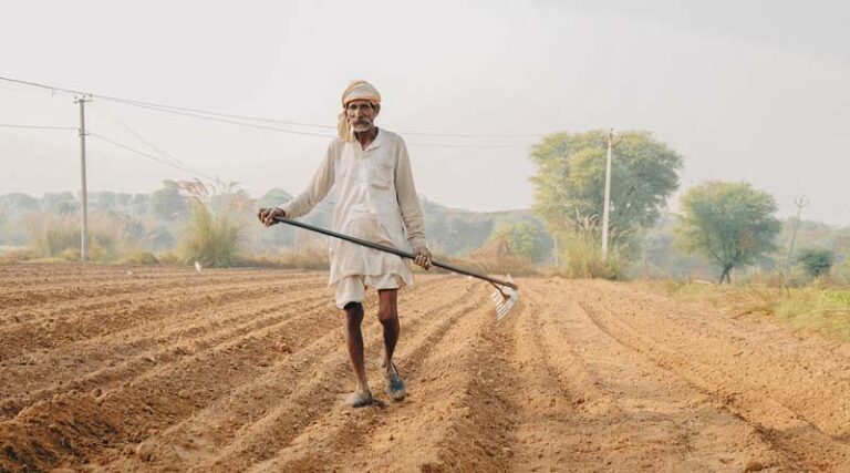 Rabi Sowing Picks Up Pace: Total Sown Area Reaches 75.77 Lakh Hectares, Up 9.89 Lakh Hectares from Last Year