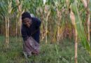The CIMMYT Science Powering Africa’s Maize Revolution
