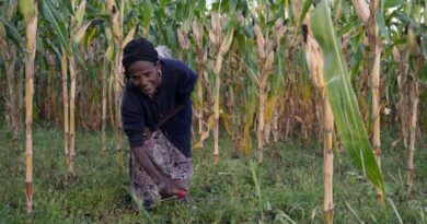 The CIMMYT Science Powering Africa’s Maize Revolution