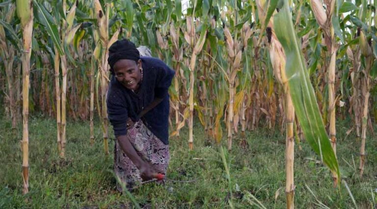 The CIMMYT Science Powering Africa’s Maize Revolution