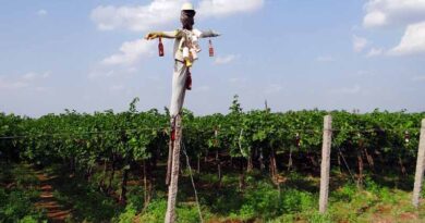 Unseasonal Downpours Hit India’s Grape Belt, Triggering Up to 30% Yield Loss and Price Surge in Global Markets