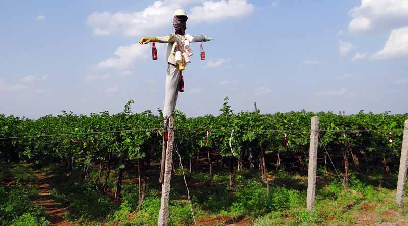 Unseasonal Downpours Hit India’s Grape Belt, Triggering Up to 30% Yield Loss and Price Surge in Global Markets