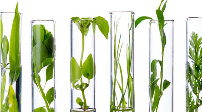 From Leaf To Lab: Your Step-by-step Guide To Mail-in Testing With Agdia