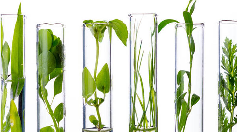 From Leaf To Lab: Your Step-by-step Guide To Mail-in Testing With Agdia