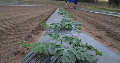 Testing Showing Resistance Issues With Botrytis Fungicides