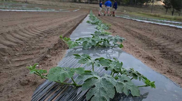 Testing Showing Resistance Issues With Botrytis Fungicides