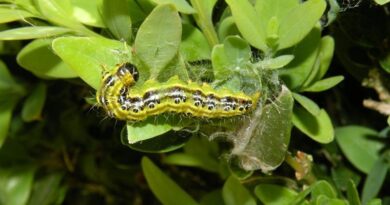 CABI Scientists Suggest An Accidentally Introduced Parasitoid Could Save Box Trees From Ecological Extinction