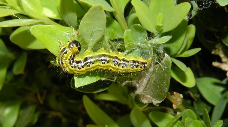 CABI Scientists Suggest An Accidentally Introduced Parasitoid Could Save Box Trees From Ecological Extinction