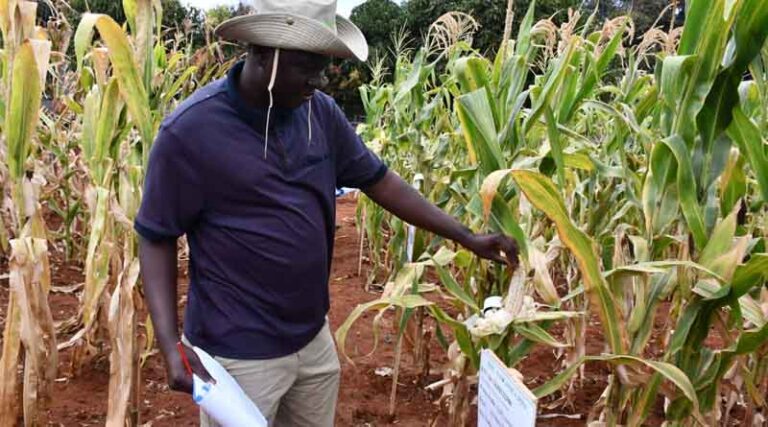 IMIC-Africa Field Days 2025: Partners Share Insights on Innovation and Collaboration