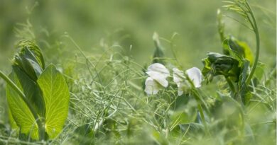 India Enforces 30% Import Duty on Canadian Yellow Peas, Impacting Global Pulse Trade