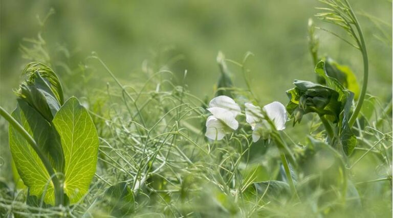 India Enforces 30% Import Duty on Canadian Yellow Peas, Impacting Global Pulse Trade