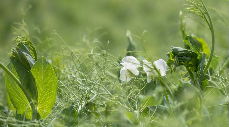 India Enforces 30% Import Duty on Canadian Yellow Peas, Impacting Global Pulse Trade