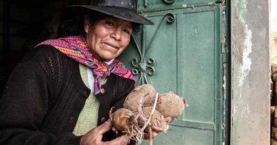 New Potato Variety Offers a Lifeline to Farmers Battling Blight
