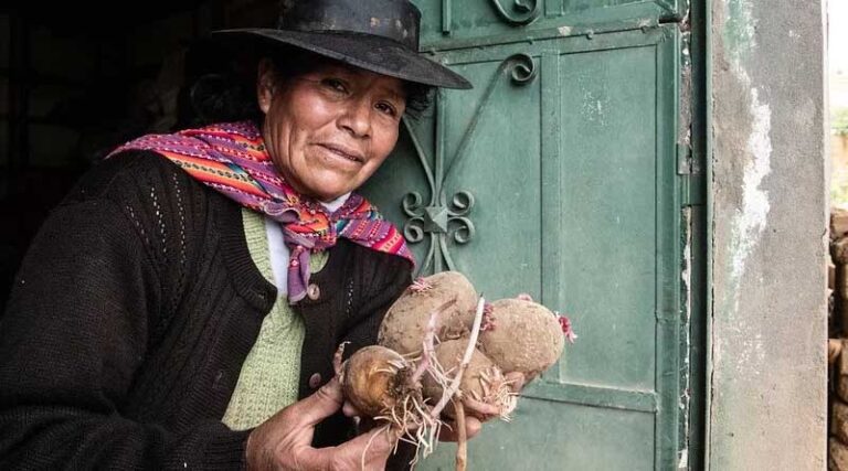 New Potato Variety Offers a Lifeline to Farmers Battling Blight