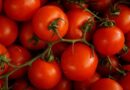 High-Yielding Tomato Varieties for Indian Farmers: Pusa Rakshit, Pusa Tomato Hybrid-1, Pusa Cherry-1, and Pusa Golden Cherry Tomato-2