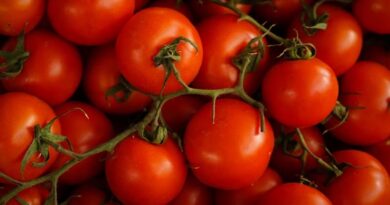 High-Yielding Tomato Varieties for Indian Farmers: Pusa Rakshit, Pusa Tomato Hybrid-1, Pusa Cherry-1, and Pusa Golden Cherry Tomato-2