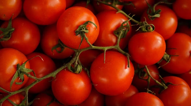 High-Yielding Tomato Varieties for Indian Farmers: Pusa Rakshit, Pusa Tomato Hybrid-1, Pusa Cherry-1, and Pusa Golden Cherry Tomato-2