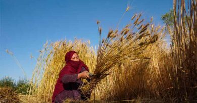 FAO Food Price Index Declines In October, World Cereal Stocks Set To Reach Record High