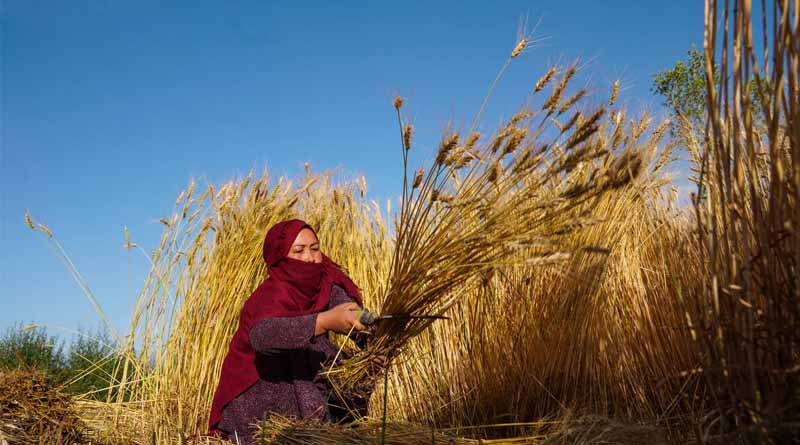 FAO Food Price Index Declines In October, World Cereal Stocks Set To Reach Record High