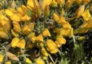 ‘weeds’ With Benefits: Gorse In Sustainable Landscapes ‘weeds’ With Benefits: Gorse In Sustainable Landscapes