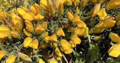 ‘weeds’ With Benefits: Gorse In Sustainable Landscapes