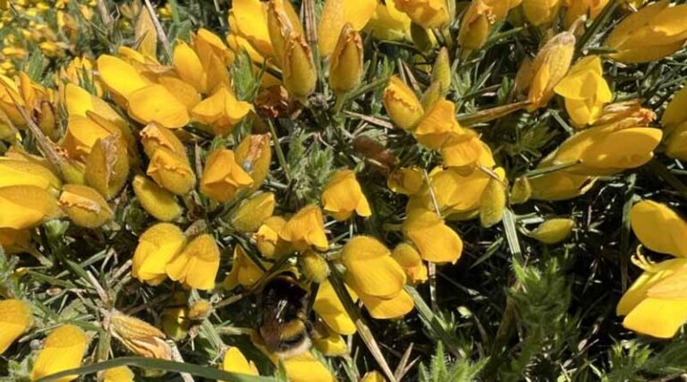 ‘weeds’ With Benefits: Gorse In Sustainable Landscapes