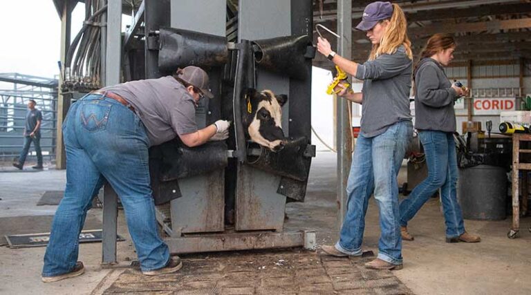 Cattle Chat: Partnerships Strengthen The Beef Industry
