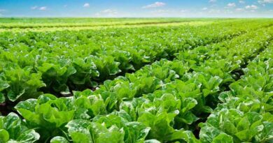 Seipasa, Subsidized by IVACE For The Development Of New Biostimulation And Biocontrol Tools