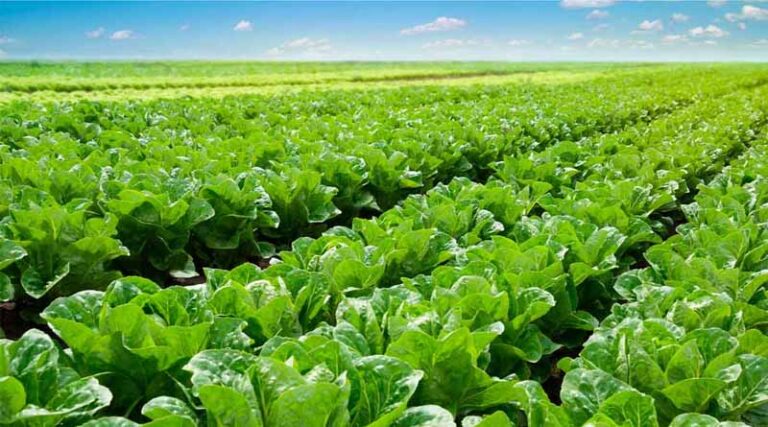 Seipasa, Subsidized by IVACE For The Development Of New Biostimulation And Biocontrol Tools