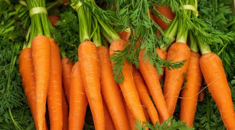 High-Yield Carrot Varieties Gain Ground Among Indian Farmers in Winter Season