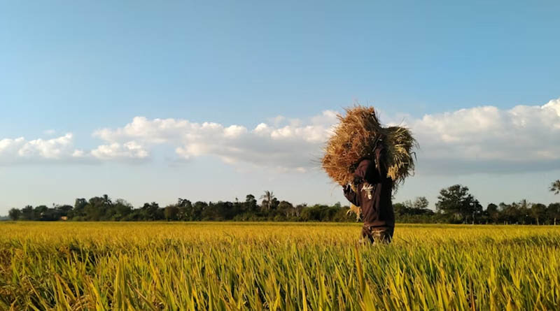 Haryana’s Zero-Cost Decomposer Rollout Aims to End Stubble Burning, Improve Soil Quality