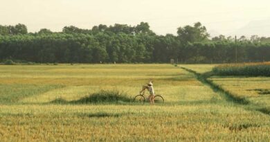 China: Technical Guidance Issued for Disease and Pest Management in Autumn-Sown and Winter Rapeseed Seedlings, 2025