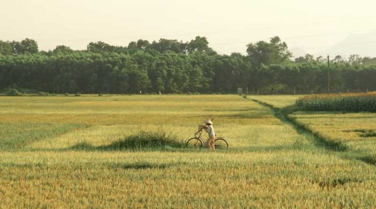 China: Technical Guidance Issued for Disease and Pest Management in Autumn-Sown and Winter Rapeseed Seedlings, 2025