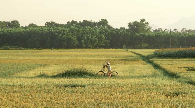 China: Technical Guidance Issued for Disease and Pest Management in Autumn-Sown and Winter Rapeseed Seedlings, 2025
