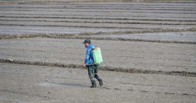 China Agrochemical Market Sees Mixed Trends in Technical Material Prices Ahead of Winter Demand China Agrochemical Market Sees Mixed Trends in Technical Material Prices Ahead of Winter Demand