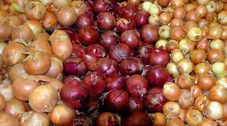 Strong Global Demand Pushes Indian Onion Exports Toward Record 1.15 Million Tonnes