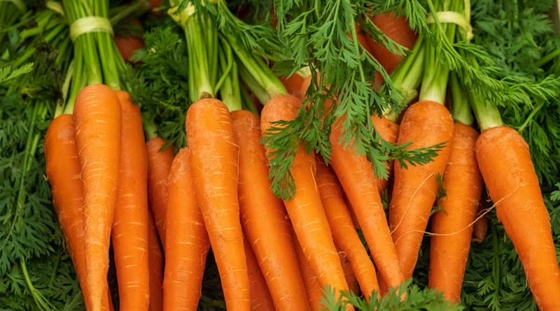 High-Yield Carrot Varieties Gain Ground Among Indian Farmers in Winter Season