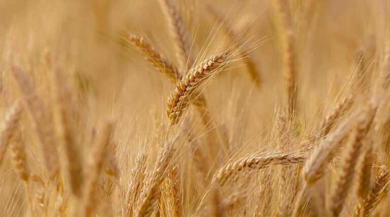 Cereals Canada Releases 2025 New Wheat Crop Report