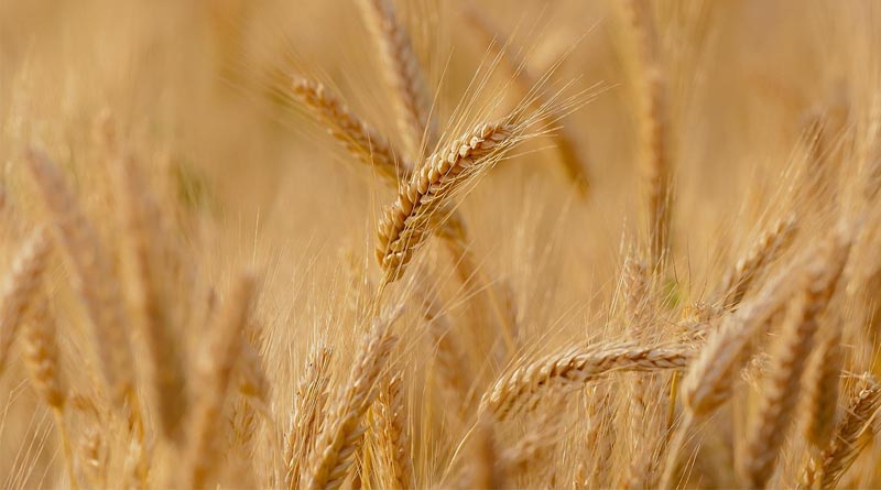Cereals Canada Releases 2025 New Wheat Crop Report