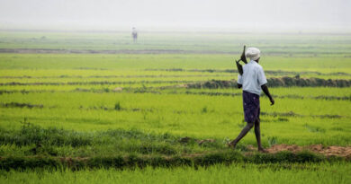 India: Rabi Sowing Picks Up Pace with Wheat, Paddy and Gram Driving Area Expansion