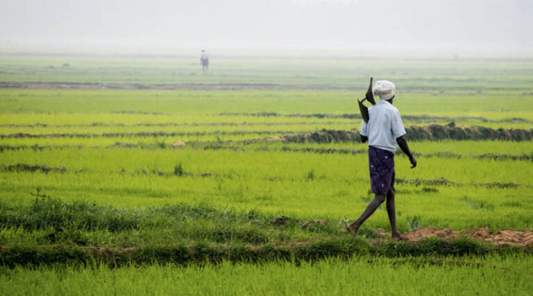 India: Rabi Sowing Picks Up Pace with Wheat, Paddy and Gram Driving Area Expansion