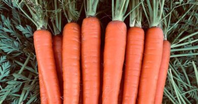 BASF | Nunhems Launches Percyst Carrot Variety with Nematode Resistance for the U.S. Market