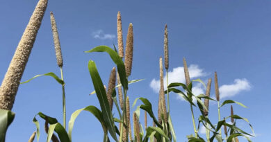 ICRISAT Releases First-Ever Biofortified Pearl Millet for Zimbabwe and the ESA Region