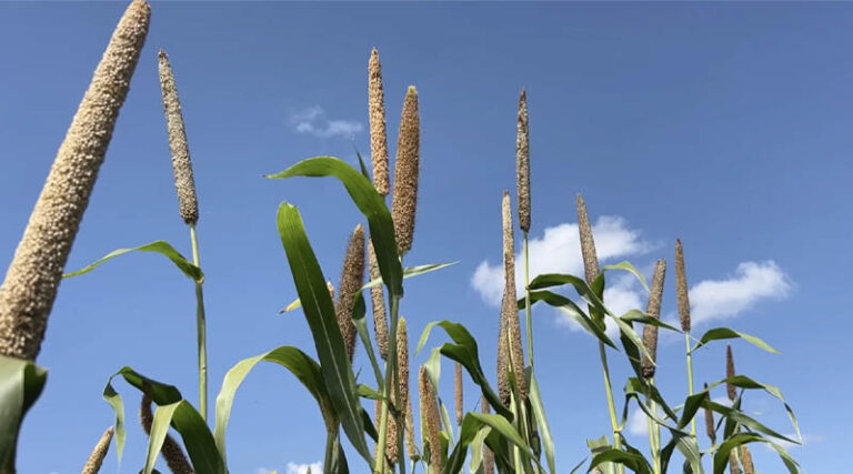 ICRISAT Releases First-Ever Biofortified Pearl Millet for Zimbabwe and the ESA Region