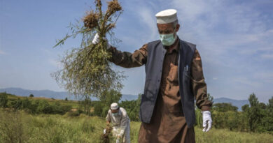 Rooting Out Parthenium: A Milestone Moment For Sustainable Weed Management In Pakistan