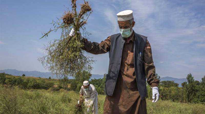 Rooting Out Parthenium: A Milestone Moment For Sustainable Weed Management In Pakistan