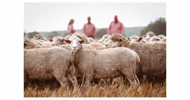 Sheepmeat Market Outlook Summer 2025